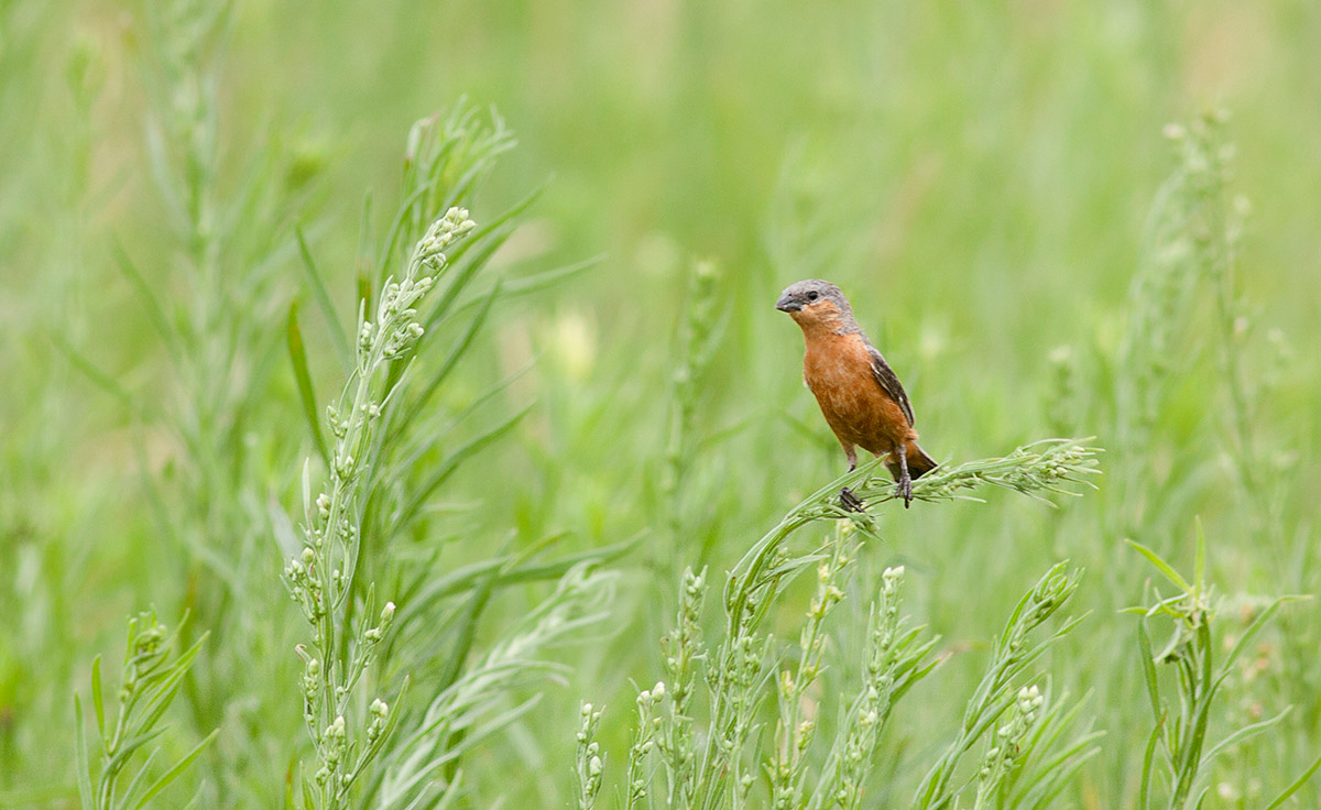 Sporophila Day - Image 2