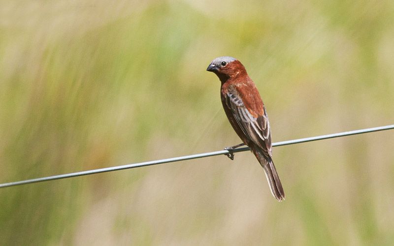 Sporophila Day