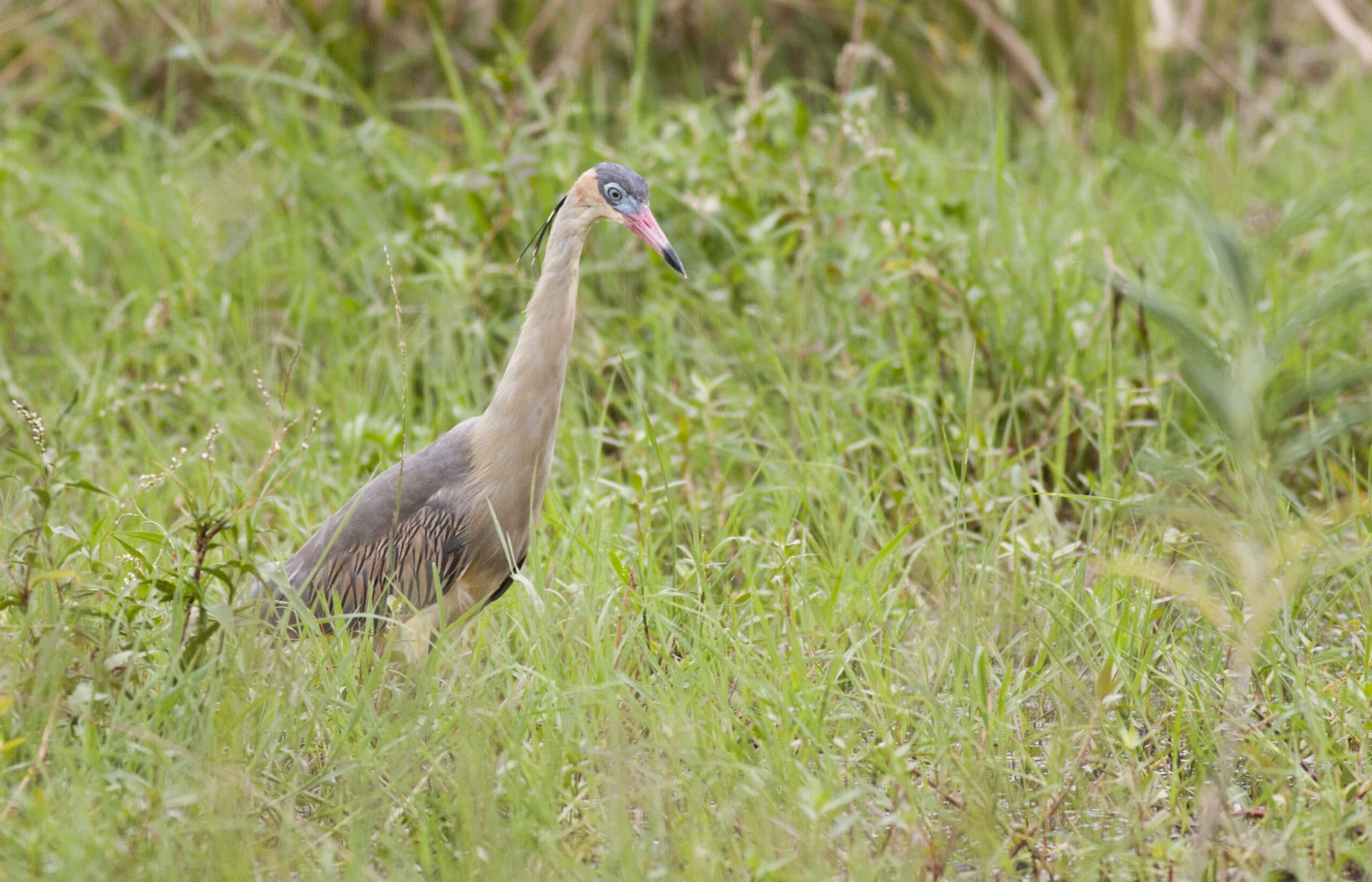 Sporophila Day - Image 9