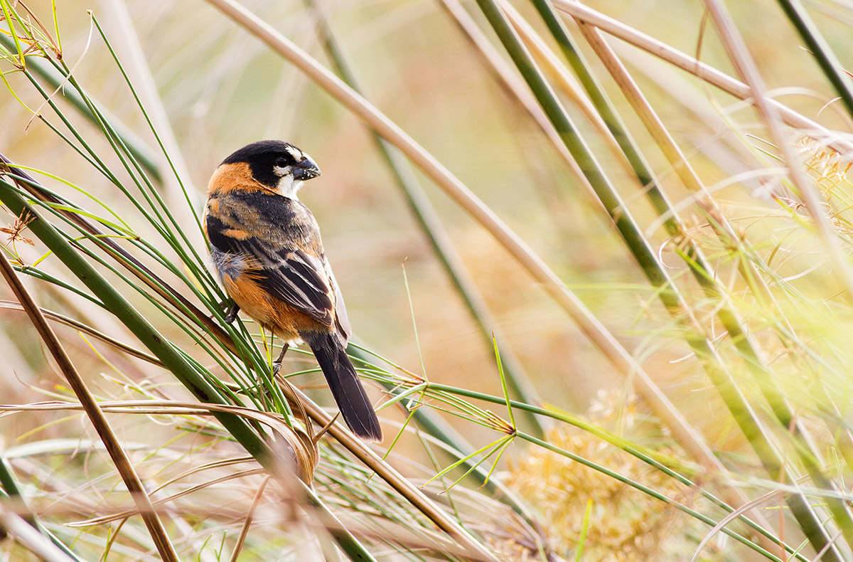 Sporophila Day - Image 4