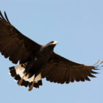 Aguila-Negra-ORIGINAL