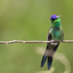 Picaflor-Corona-Violacea-ORIGINAL