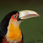 Tucan