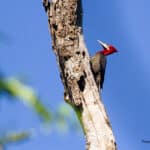 Carpintero-Grande-WEB
