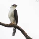 Halcon-Montes-Grande-WEB
