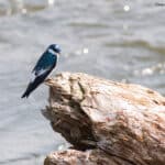 Golondrina Ala Blanca