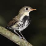 Mosquitero
