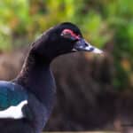 Pato Real