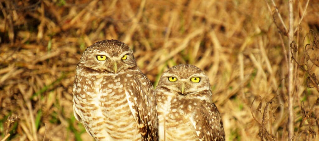 Burrowing Owl