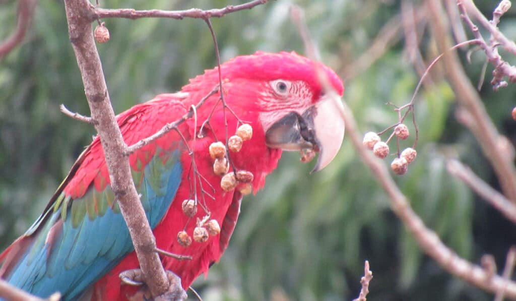 Macaw Ibera