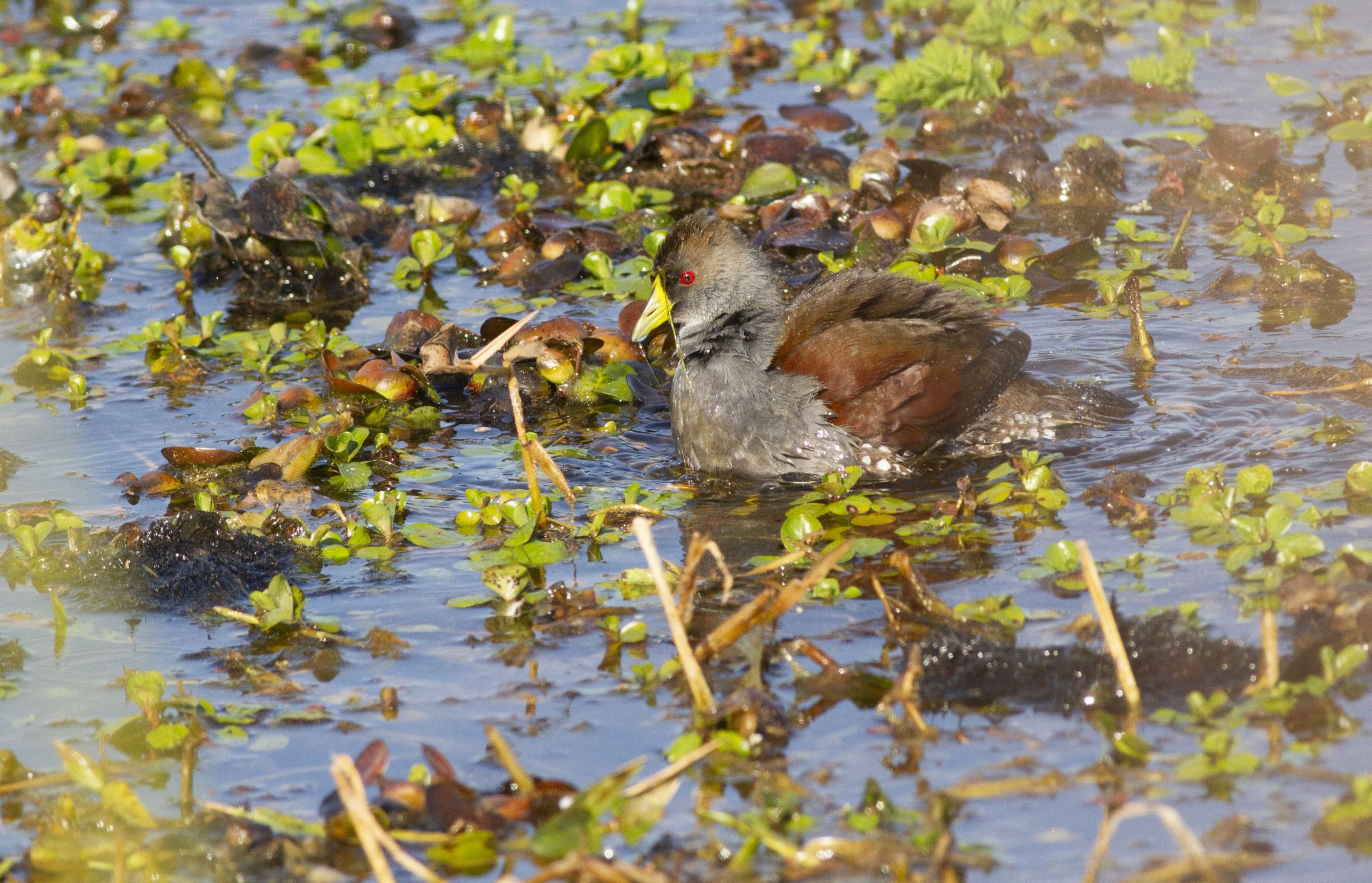 Laguna San Miguel del Monte - Image 9