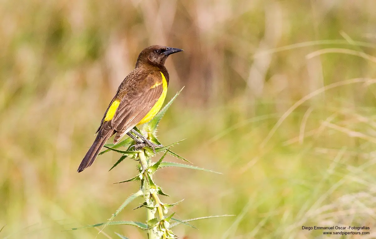 Birdwatching in Argentina-4