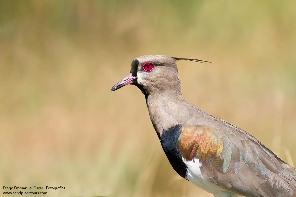 Birdwatching in Argentina-3