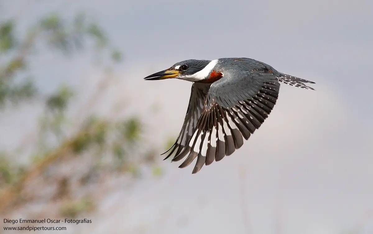 Birdwatching in Argentina