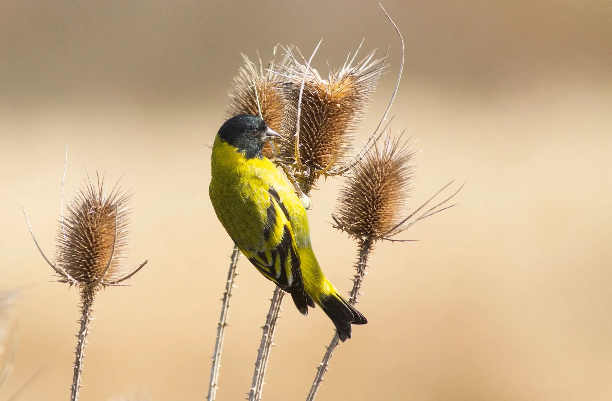 Birdwatching in Argentina-2